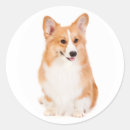 Search for corgi stickers Pembroke