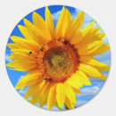 Search for sunflower outdoor signs Bees