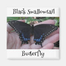 Search for butterfly magnets Photograph