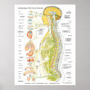 Search for brain posters Anatomy
