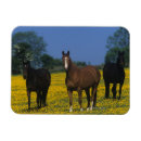 Search for thoroughbred horse photo magnets standing