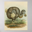 Search for vintage bird art Dodo
