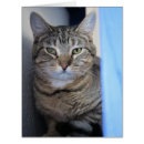 Search for stockings gift bags Cat