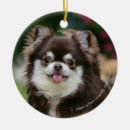 Search for chihuahua ornaments canine photographer