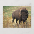 Search for wildlife postcards Bison