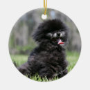 Search for black pomeranian ornaments Loulou
