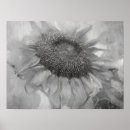 Search for black white sunflower art Country