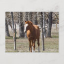 Search for horse postcards Mane