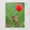 Search for acorn postcards Funny