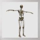 Search for medical posters Spine