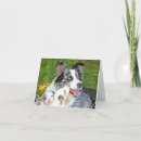 Search for blue merle corgi Mom