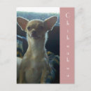 Search for chihuahua postcards toy games