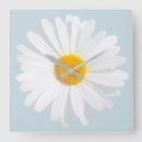 Search for daisy clocks White