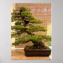 Search for bonsai posters Zen