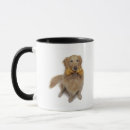 Search for golden retriever mugs Looking at camera