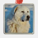 Search for great pyrenees ornaments Animal