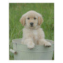 Search for golden retriever puppy art Pet