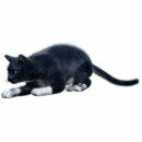 Search for black cat photo statuettes Kitty