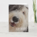 Search for old english sheepdog cards Pet