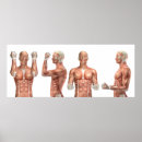 Search for medical posters Muscular