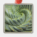 Search for succulents ornaments Nature