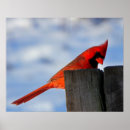 Search for cardinals in winter posters Red cardinal