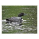 Search for common loon gifts Nature