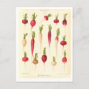 Search for seed postcards Catalog