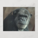 Search for chimpanzee postcards Outdoors