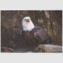 Search for eagle tissue paper Wildlife