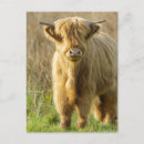 Search for scottish highland cow postcards Farm