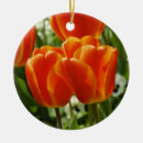 Search for tulip ornaments Nature