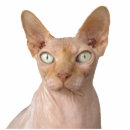 Search for cat photo statuettes Modern
