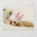 Search for nature postcards Dog