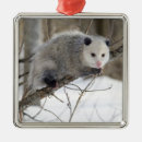 Search for possum ornaments Marsupial