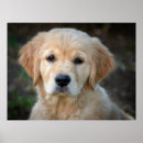 Search for golden retriever posters Dog lover