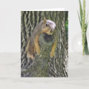 Search for funny squirrel cards Nuts