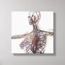 Search for lymphatic system posters Vein