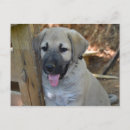 Search for turkish Istanbul