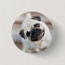 Search for pug accessories Curious