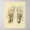 Search for medical posters Bones