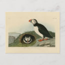 Search for audubon postcards Illustration