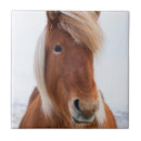 Search for icelandic horse Animal