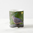 Search for mourning dove Bird photography