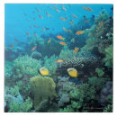 Search for nature tiles Underwater