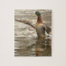 Search for mallard duck puzzles Ducks