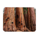 Search for sequoia national park magnets Giant