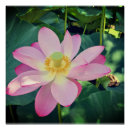 Search for flowers posters Bloom