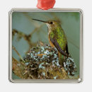 Search for birds nest ornaments Wildlife