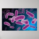 Search for biology posters Medicine